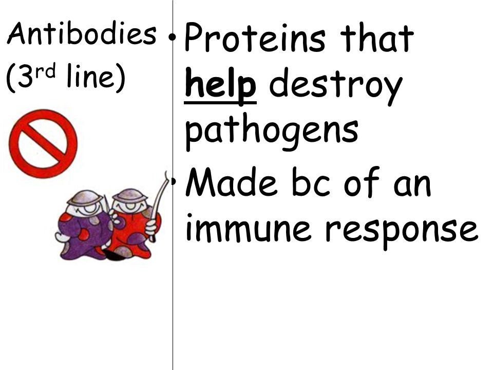 Antibodies (3 rd line) Proteins that help destroy pathogens Made bc of an immune response
