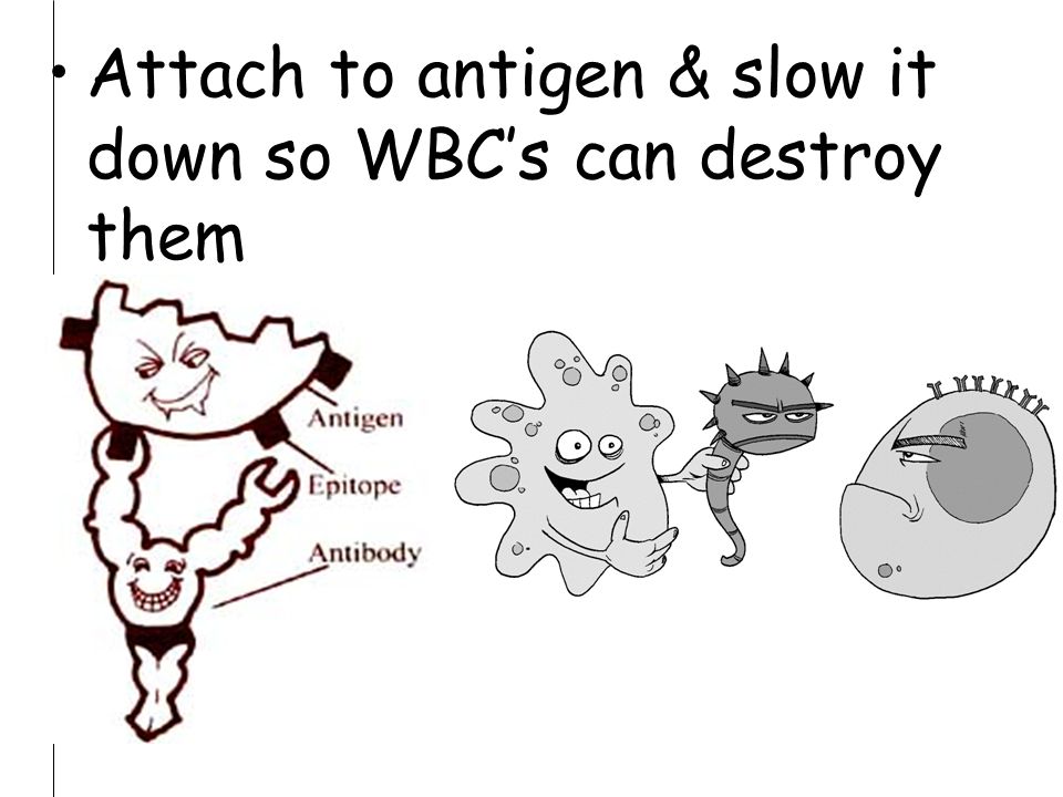 Attach to antigen & slow it down so WBC’s can destroy them