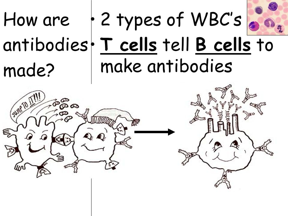 How are antibodies made 2 types of WBC’s T cells tell B cells to make antibodies