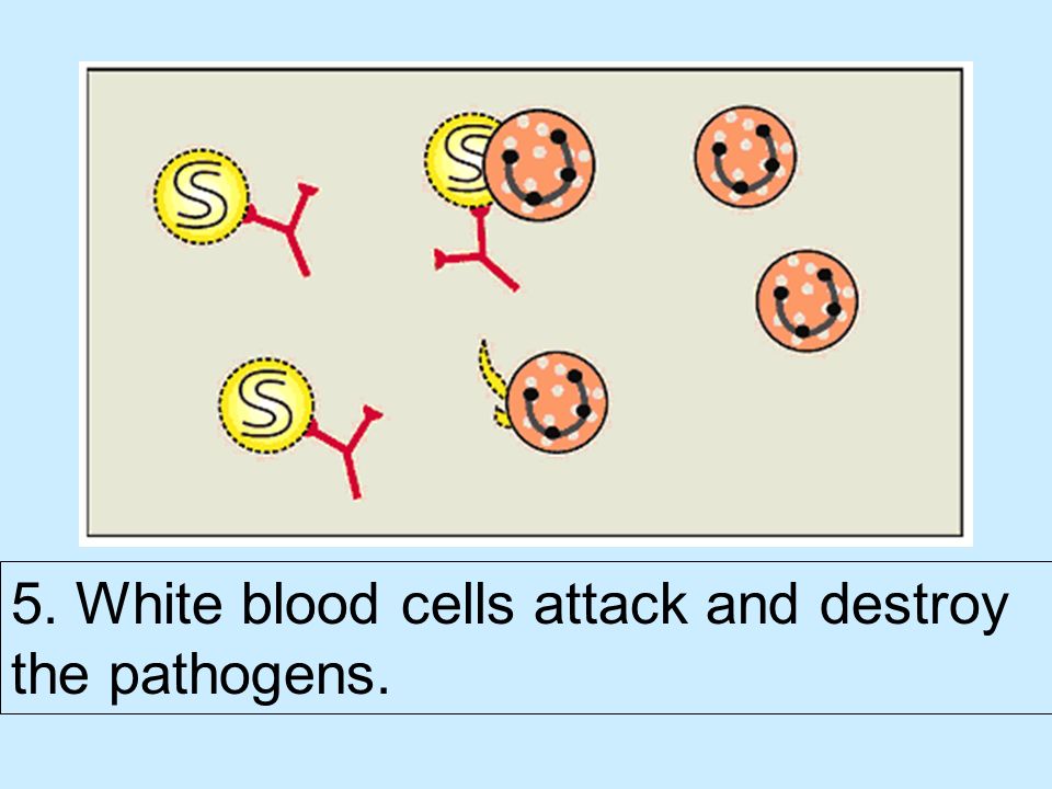 5. White blood cells attack and destroy the pathogens.