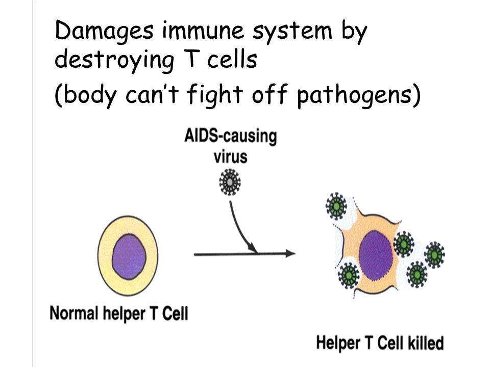 Damages immune system by destroying T cells (body can’t fight off pathogens)
