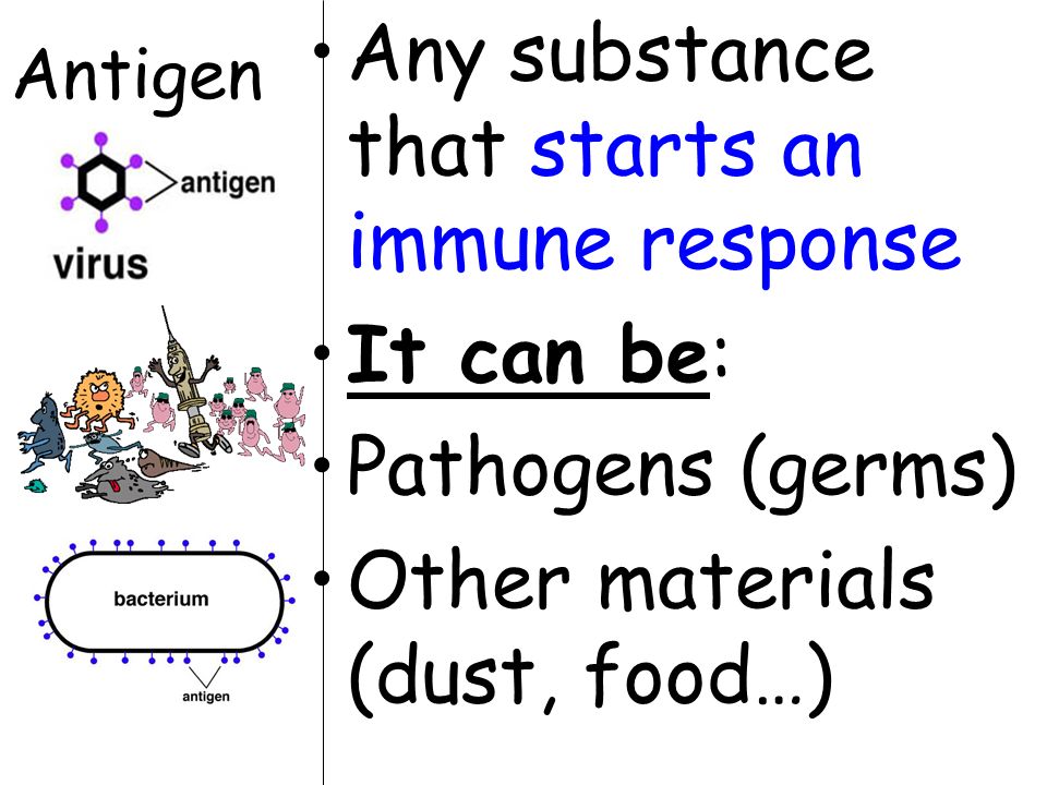 Antigen Any substance that starts an immune response It can be: Pathogens (germs) Other materials (dust, food…)