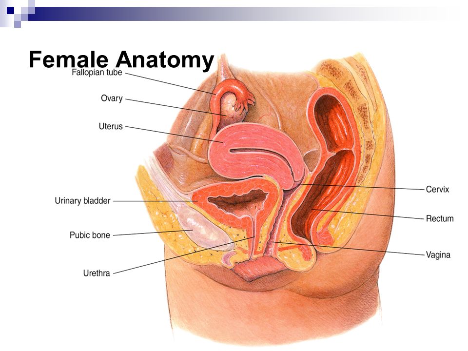 anatomy and physiology the female reproductive anatomy and physiology the female reproductive