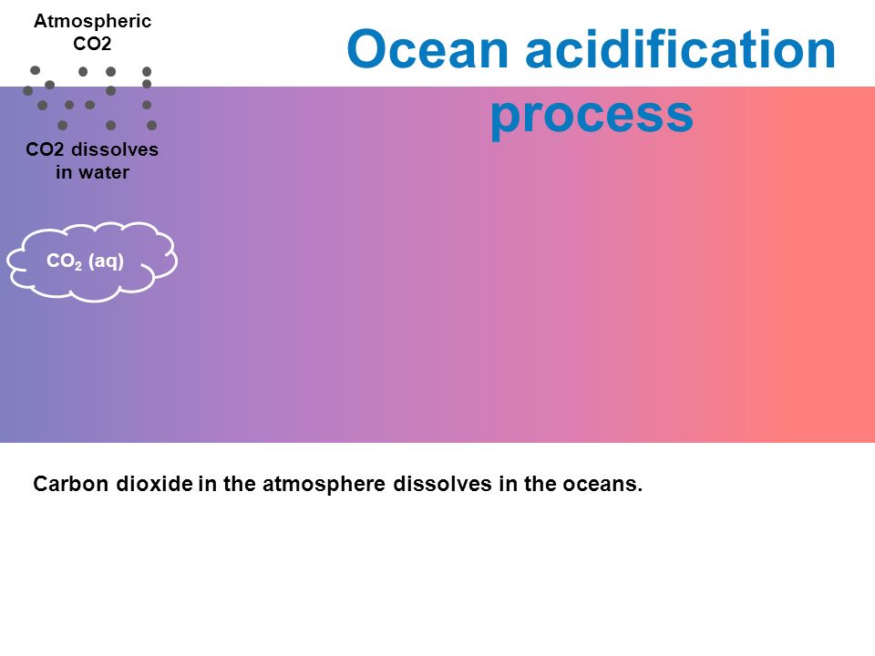 Atmospheric CO2 CO2 dissolves in water CO 2 (aq) Carbon dioxide in the atmosphere dissolves in the oceans.