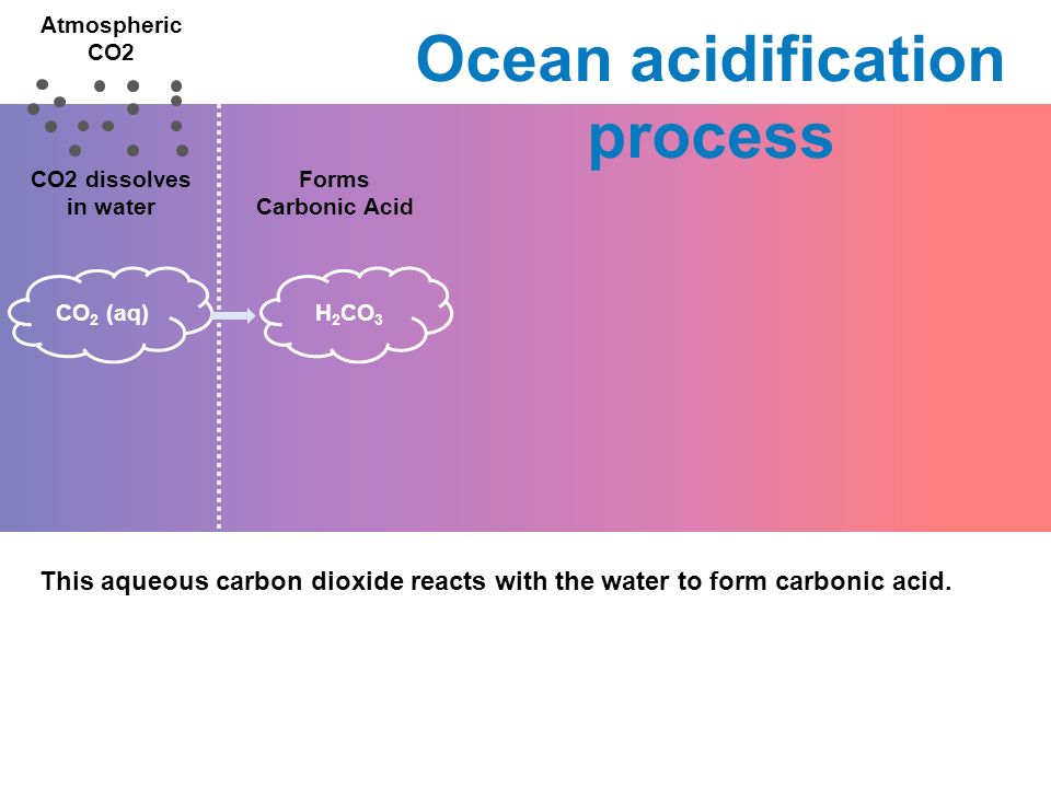 Atmospheric CO2 CO2 dissolves in water Forms Carbonic Acid CO 2 (aq) This aqueous carbon dioxide reacts with the water to form carbonic acid.