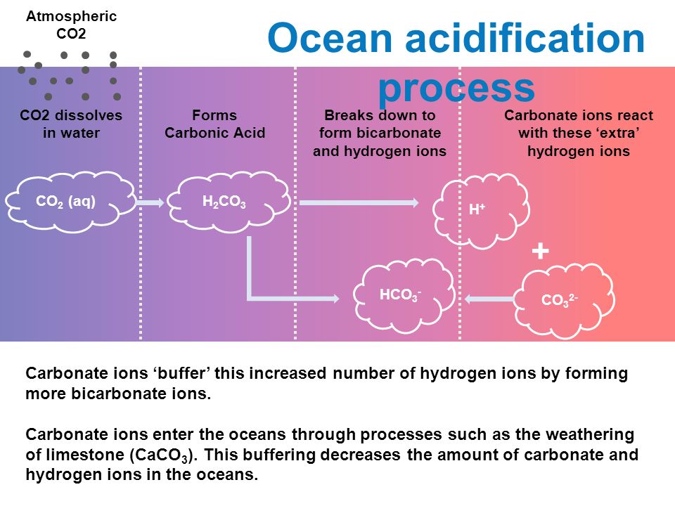 Atmospheric CO2 CO2 dissolves in water Forms Carbonic Acid Breaks down to form bicarbonate and hydrogen ions Carbonate ions react with these ‘extra’ hydrogen ions CO 2 (aq) H+H+ HCO 3 - CO Carbonate ions ‘buffer’ this increased number of hydrogen ions by forming more bicarbonate ions.