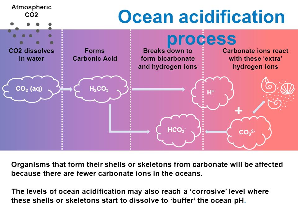 Atmospheric CO2 CO2 dissolves in water Forms Carbonic Acid Breaks down to form bicarbonate and hydrogen ions Carbonate ions react with these ‘extra’ hydrogen ions CO 2 (aq)H 2 CO 3 H+H+ HCO 3 - CO Ocean acidification process Organisms that form their shells or skeletons from carbonate will be affected because there are fewer carbonate ions in the oceans.