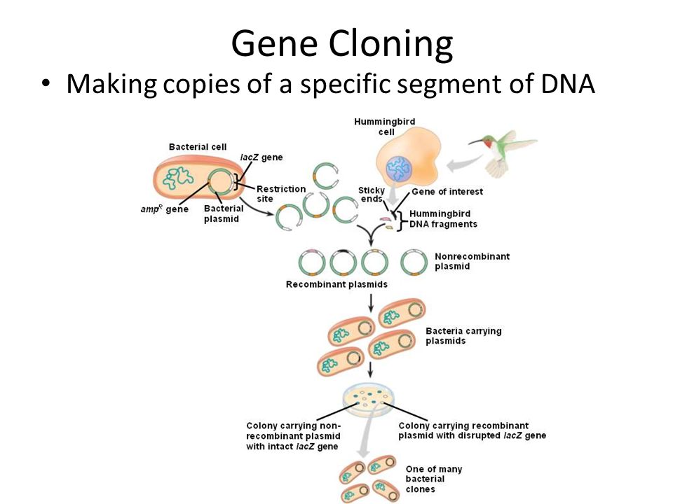 Gene Cloning Making copies of a specific segment of DNA