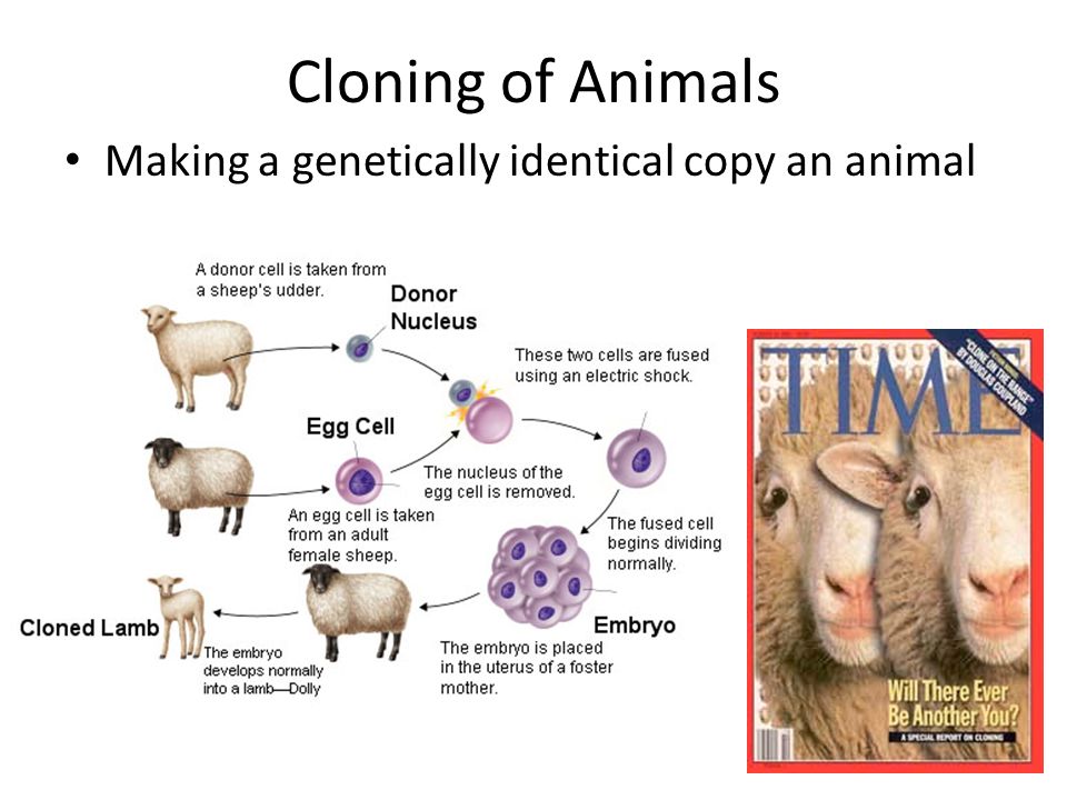 Cloning of Animals Making a genetically identical copy an animal