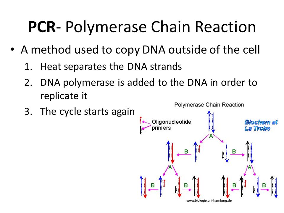 PCR- Polymerase Chain Reaction A method used to copy DNA outside of the cell 1.Heat separates the DNA strands 2.DNA polymerase is added to the DNA in order to replicate it 3.The cycle starts again