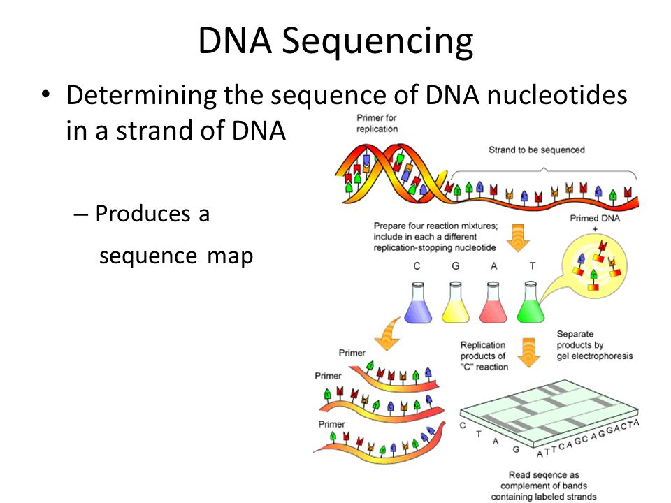 DNA Sequencing Determining the sequence of DNA nucleotides in a strand of DNA – Produces a sequence map