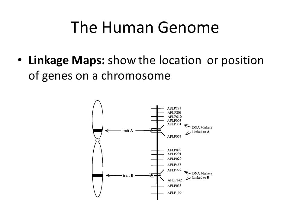 The Human Genome Linkage Maps: show the location or position of genes on a chromosome