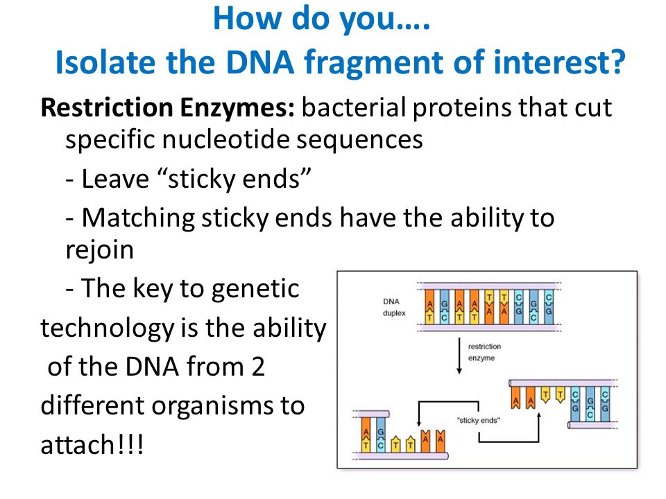 How do you…. Isolate the DNA fragment of interest.