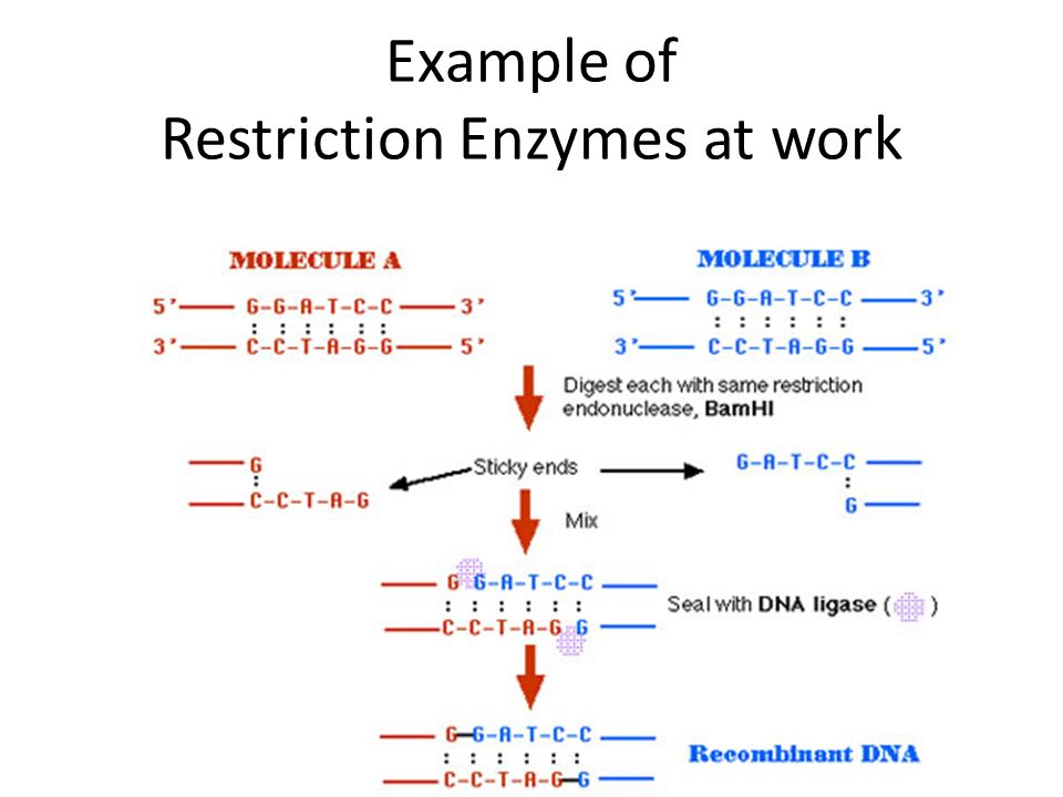Example of Restriction Enzymes at work