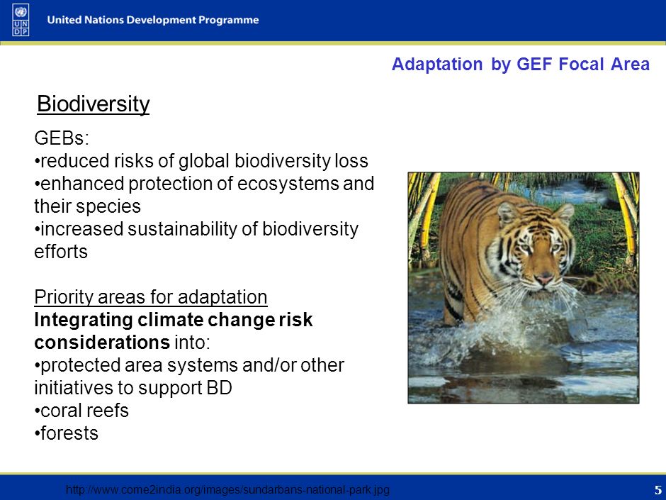 5 Adaptation by GEF Focal Area GEBs: reduced risks of global biodiversity loss enhanced protection of ecosystems and their species increased sustainability of biodiversity efforts Priority areas for adaptation Integrating climate change risk considerations into: protected area systems and/or other initiatives to support BD coral reefs forests Biodiversity