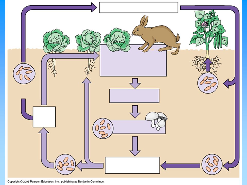 Printables Nitrogen Cycle Diagram Worksheet cycle worksheet davezan nitrogen davezan