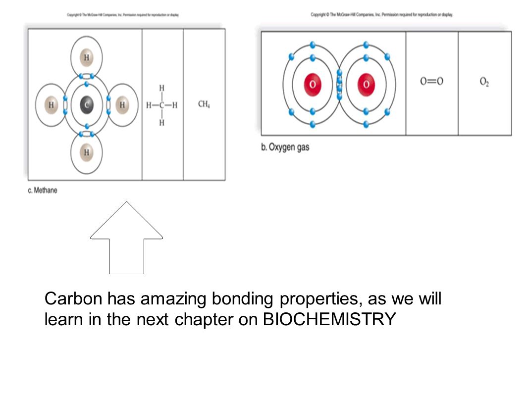 Carbon has amazing bonding properties, as we will learn in the next chapter on BIOCHEMISTRY