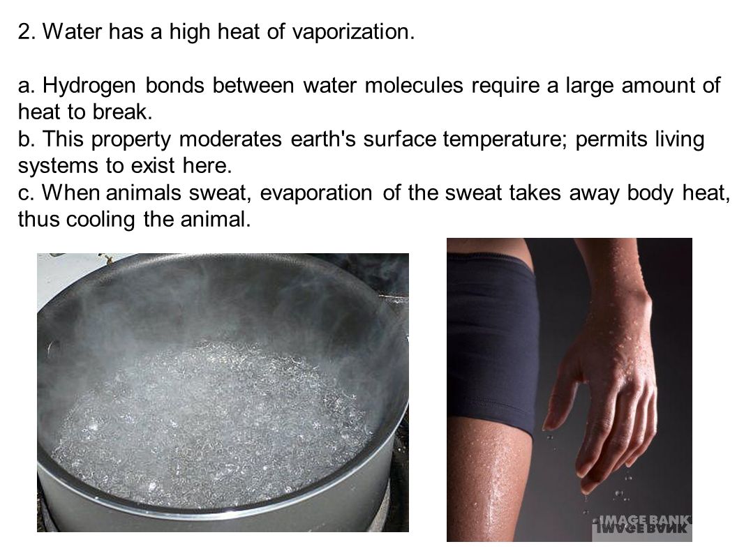 2. Water has a high heat of vaporization. a.