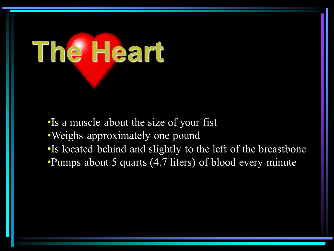 The Heart Is a muscle about the size of your fist Weighs approximately one pound Is located behind and slightly to the left of the breastbone Pumps about 5 quarts (4.7 liters) of blood every minute
