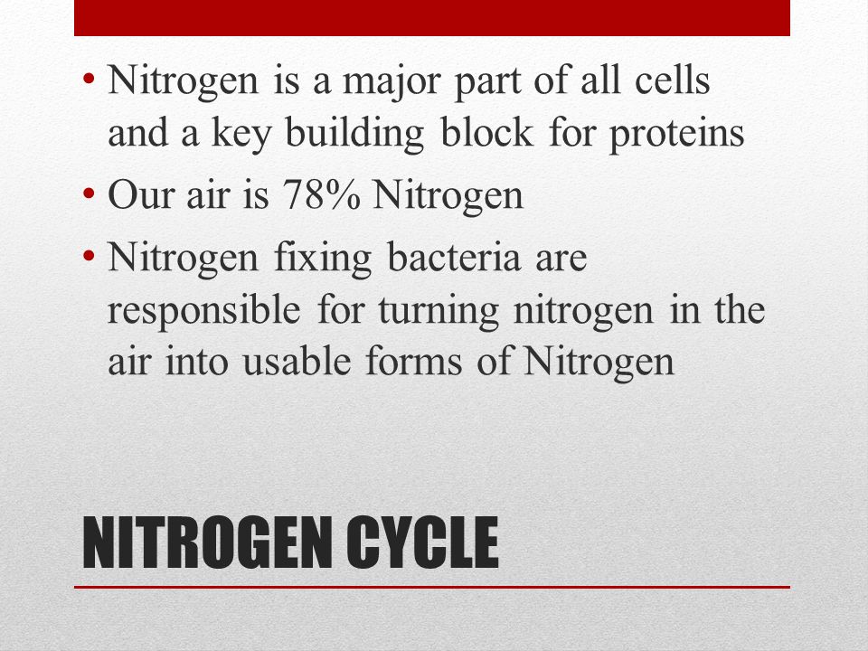 NITROGEN CYCLE Nitrogen is a major part of all cells and a key building block for proteins Our air is 78% Nitrogen Nitrogen fixing bacteria are responsible for turning nitrogen in the air into usable forms of Nitrogen