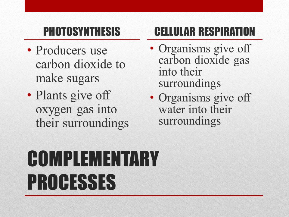 COMPLEMENTARY PROCESSES PHOTOSYNTHESIS Producers use carbon dioxide to make sugars Plants give off oxygen gas into their surroundings CELLULAR RESPIRATION Organisms give off carbon dioxide gas into their surroundings Organisms give off water into their surroundings