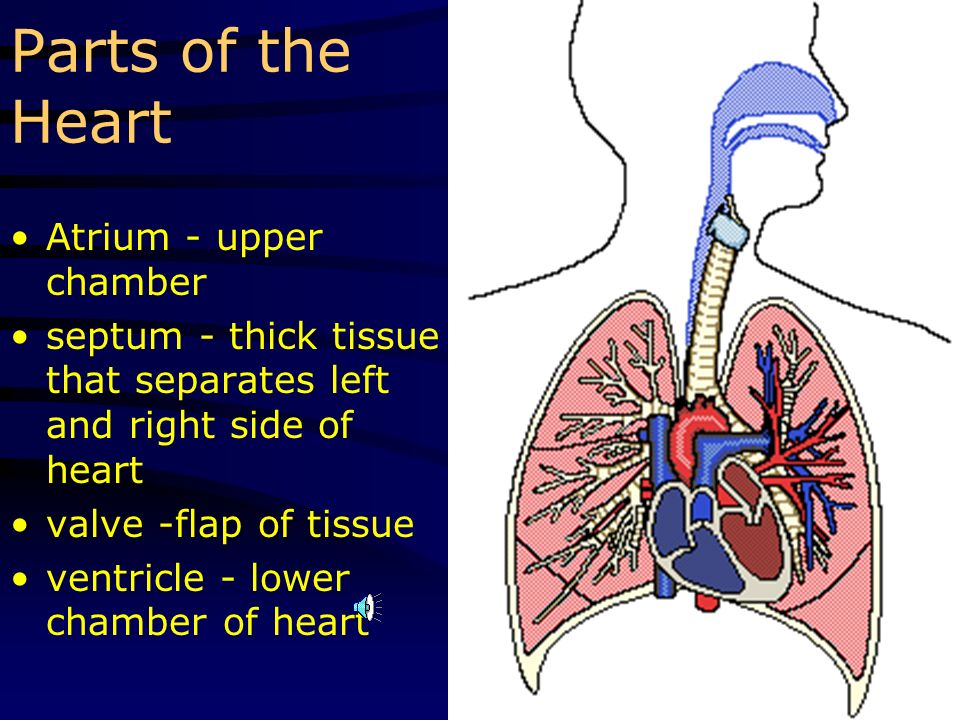The Heart The heart has 4 chambers: atrium ventricle
