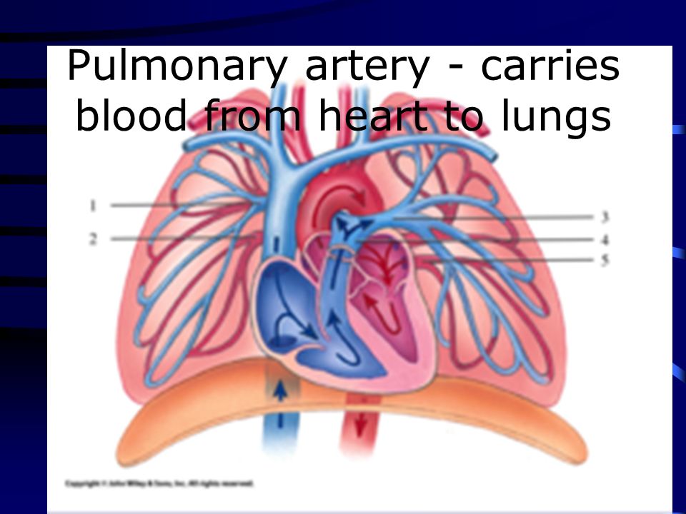 Circulatory system matching 1. E 2. G 3. I 4. A 5. F 6. C 7. B 8. J 9. D 10. H