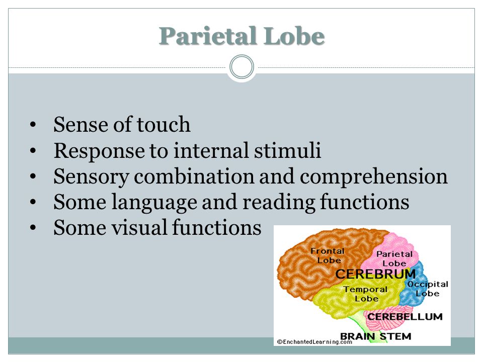 Parietal Lobe Sense of touch Response to internal stimuli Sensory combination and comprehension Some language and reading functions Some visual functions