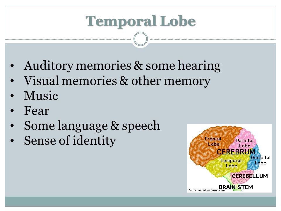 Temporal Lobe Auditory memories & some hearing Visual memories & other memory Music Fear Some language & speech Sense of identity