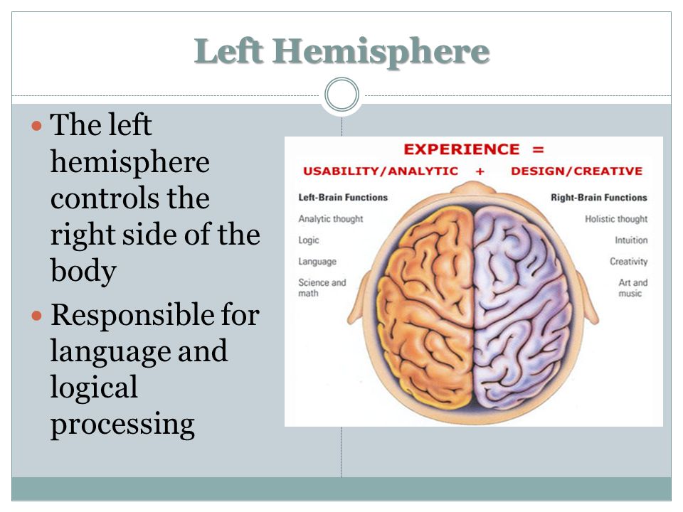 Left Hemisphere The left hemisphere controls the right side of the body Responsible for language and logical processing