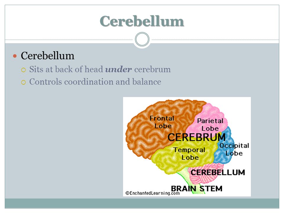 Cerebellum Cerebellum  Sits at back of head under cerebrum  Controls coordination and balance