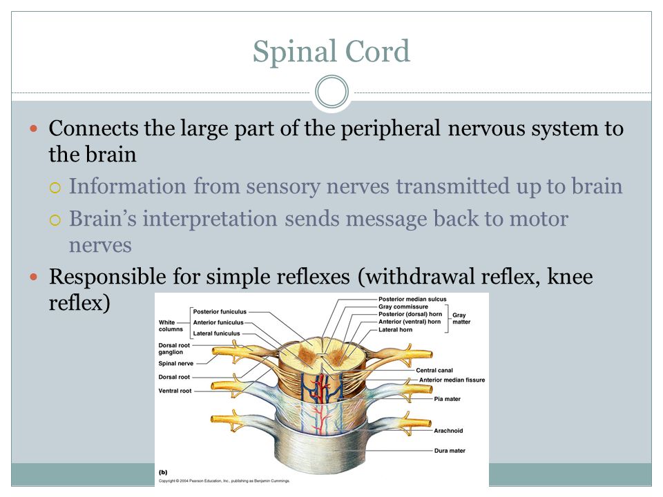 Spinal Cord Connects the large part of the peripheral nervous system to the brain  Information from sensory nerves transmitted up to brain  Brain’s interpretation sends message back to motor nerves Responsible for simple reflexes (withdrawal reflex, knee reflex)