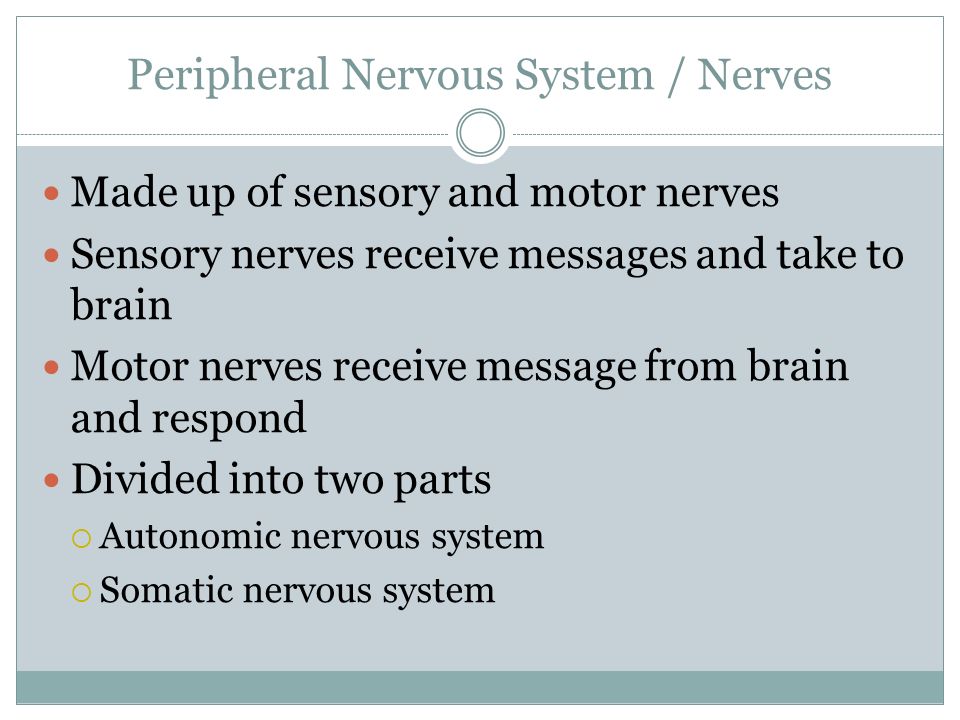 Peripheral Nervous System / Nerves Made up of sensory and motor nerves Sensory nerves receive messages and take to brain Motor nerves receive message from brain and respond Divided into two parts  Autonomic nervous system  Somatic nervous system