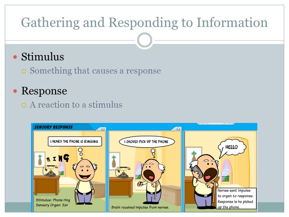 Gathering and Responding to Information Stimulus  Something that causes a response Response  A reaction to a stimulus
