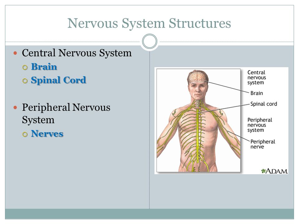 Nervous System Structures Central Nervous System  Brain  Spinal Cord Peripheral Nervous System  Nerves