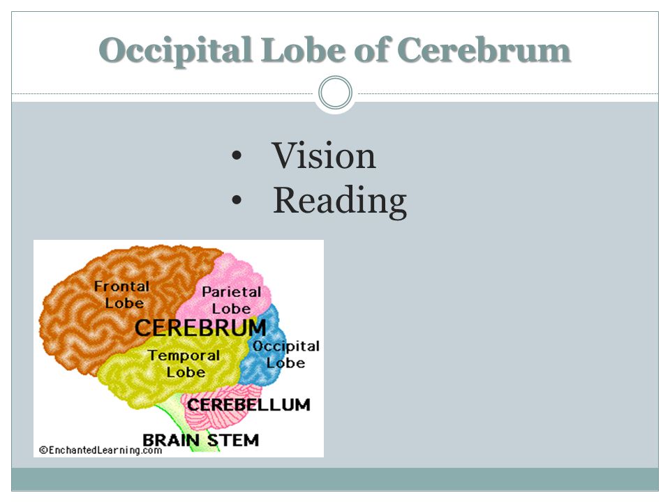 Occipital Lobe of Cerebrum Vision Reading