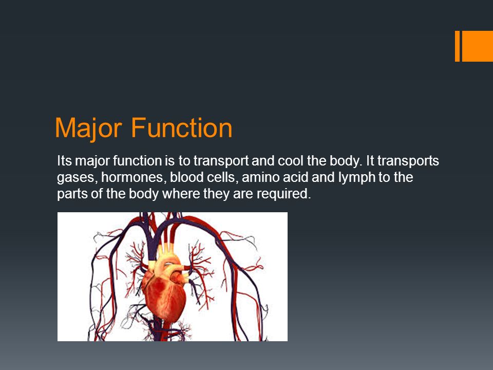 Major Function Its major function is to transport and cool the body.