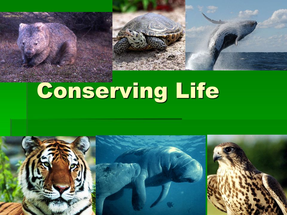 Conserving Life