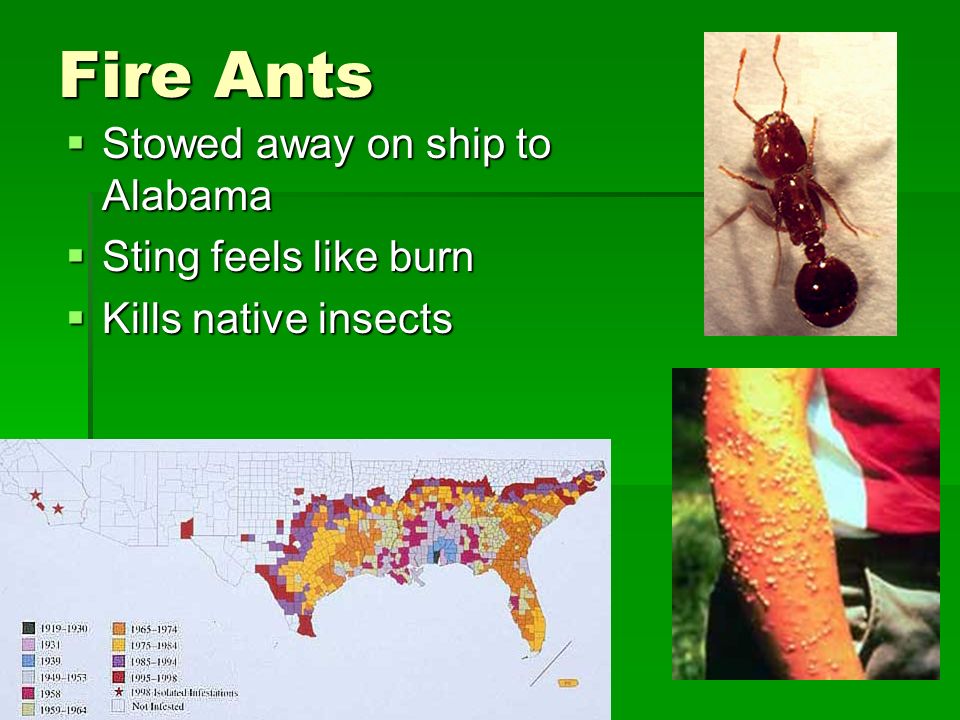 Fire Ants  Stowed away on ship to Alabama  Sting feels like burn  Kills native insects