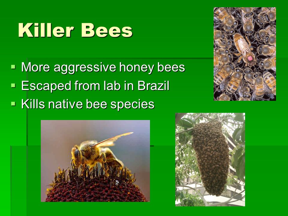 Killer Bees  More aggressive honey bees  Escaped from lab in Brazil  Kills native bee species