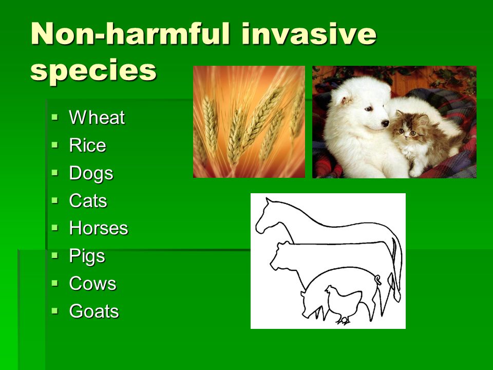 Non-harmful invasive species  Wheat  Rice  Dogs  Cats  Horses  Pigs  Cows  Goats