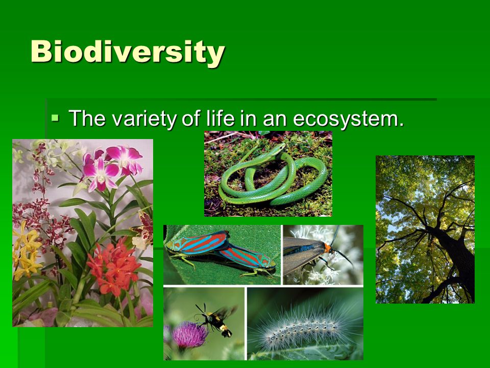Biodiversity  The variety of life in an ecosystem.