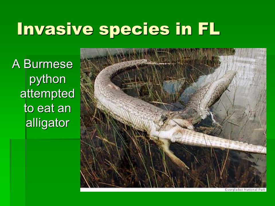 Invasive species in FL A Burmese python attempted to eat an alligator