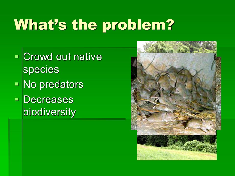 What’s the problem  Crowd out native species  No predators  Decreases biodiversity