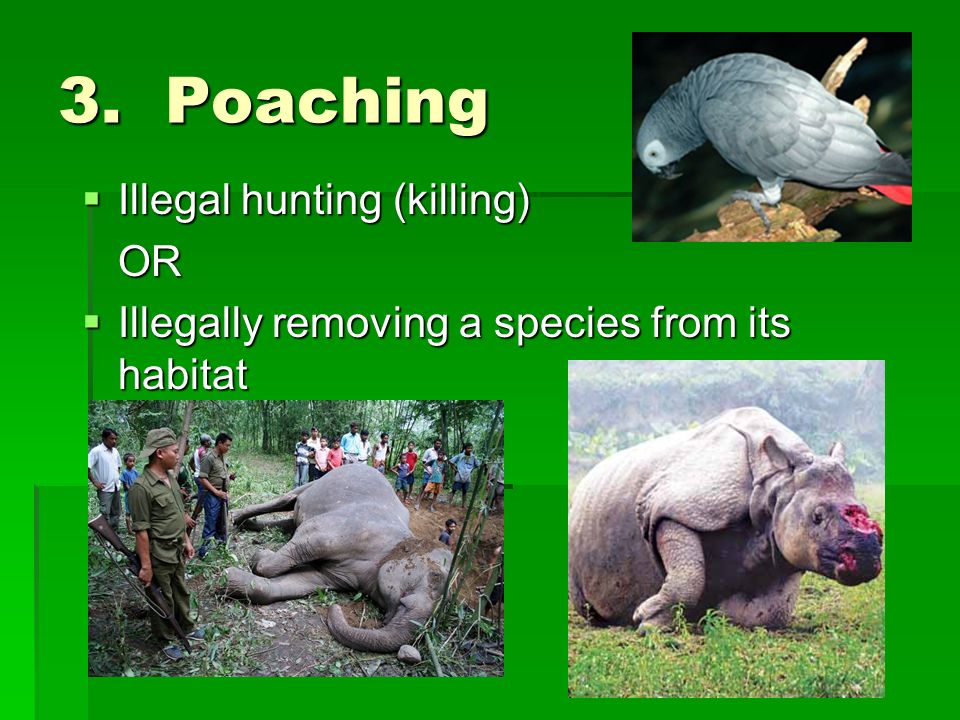 3. Poaching  Illegal hunting (killing) OR  Illegally removing a species from its habitat