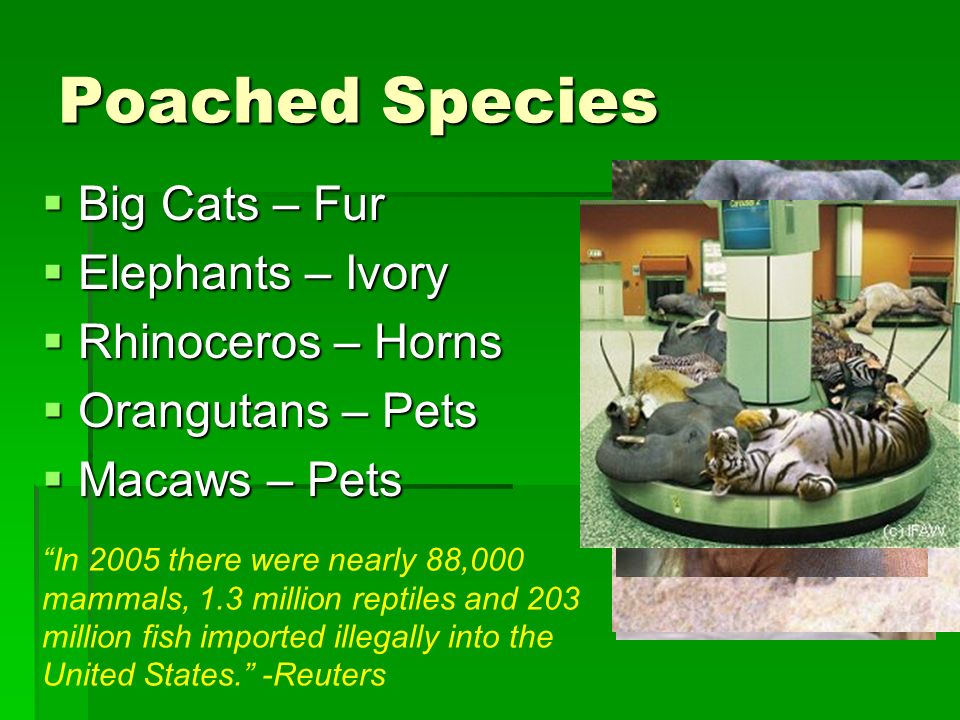 Poached Species  Big Cats – Fur  Elephants – Ivory  Rhinoceros – Horns  Orangutans – Pets  Macaws – Pets In 2005 there were nearly 88,000 mammals, 1.3 million reptiles and 203 million fish imported illegally into the United States. -Reuters