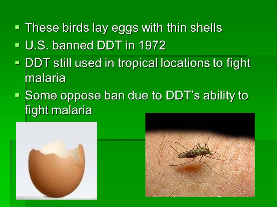  These birds lay eggs with thin shells  U.S.