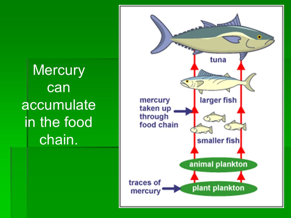 Mercury can accumulate in the food chain.