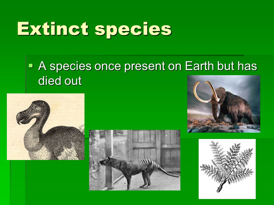 Extinct species  A species once present on Earth but has died out