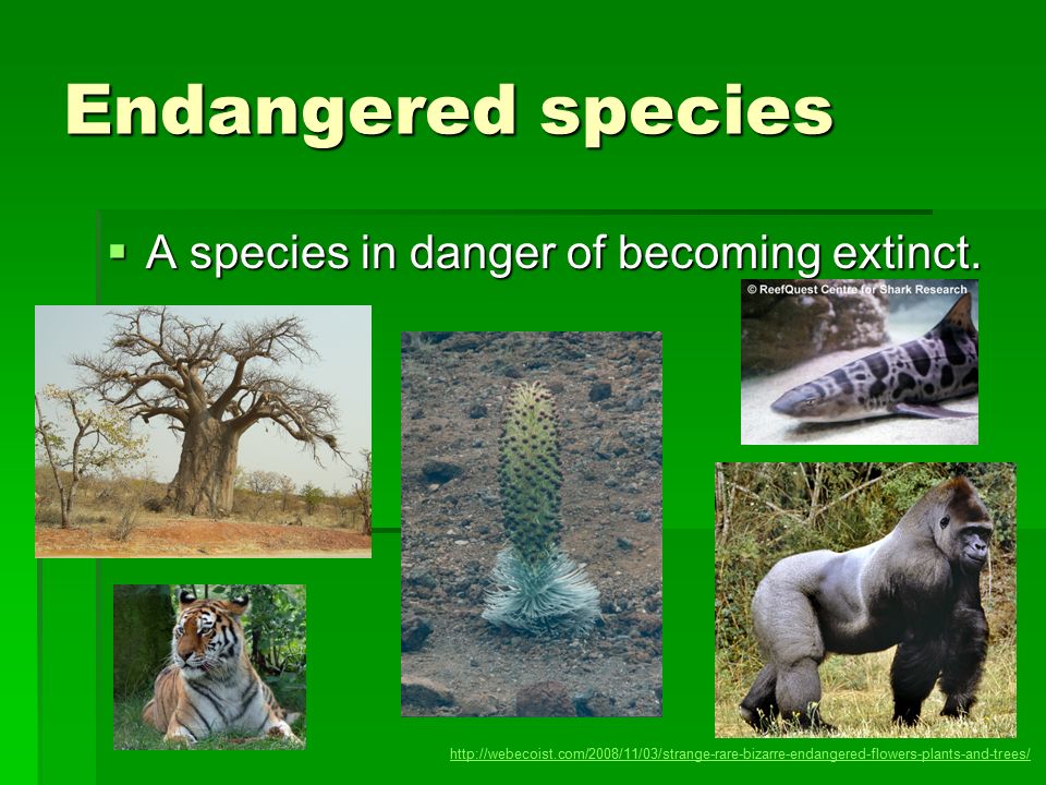 Endangered species  A species in danger of becoming extinct.